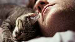 Não é apenas um hábito: zoólogos explicam por que é que os gatos dormem ao lado do dono