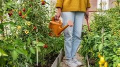 Porque é que a circulação de ar na estufa é útil e como organizá-la corretamente: conselhos para horticultores
