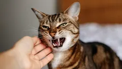 O mito da vingança felina: O que está realmente por trás do mau comportamento do seu gato?